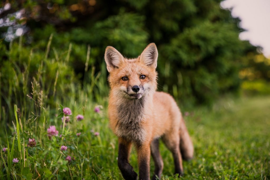 Red fox in natural habitat